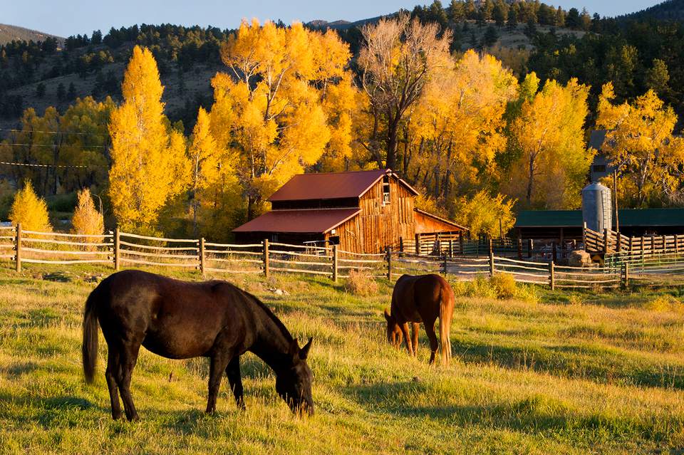 Horses Grazing in Front of Barn