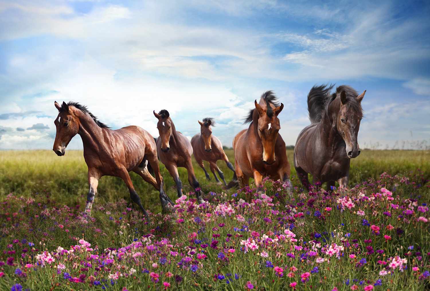 Horses Quickly Jump on a Flowering Meadow