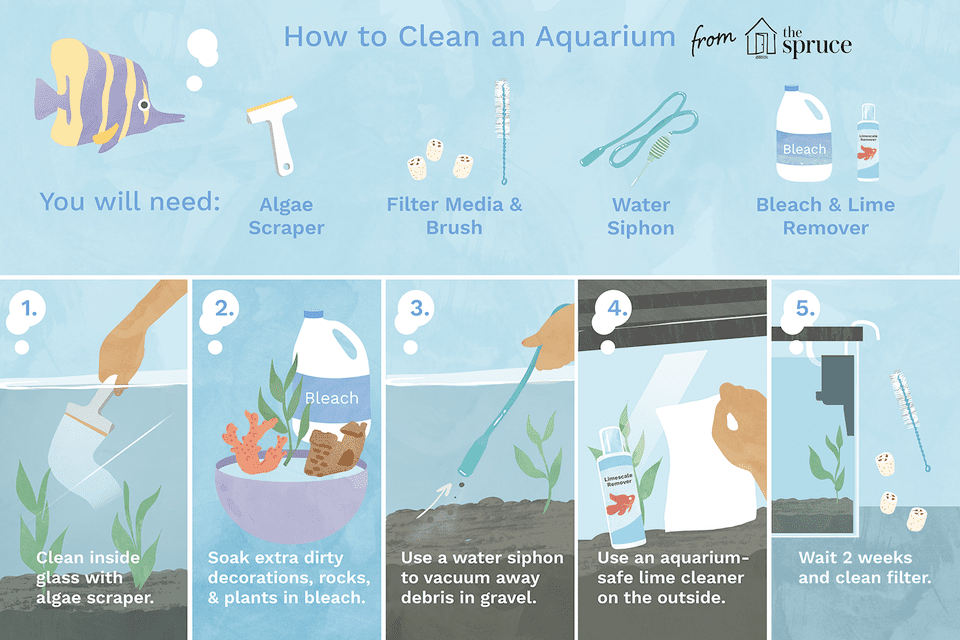 Illustration on how to clean an aquarium.