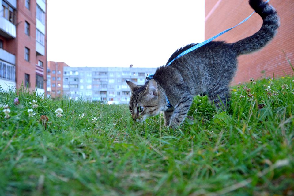 Cat on grassy field by buildings against clear sky