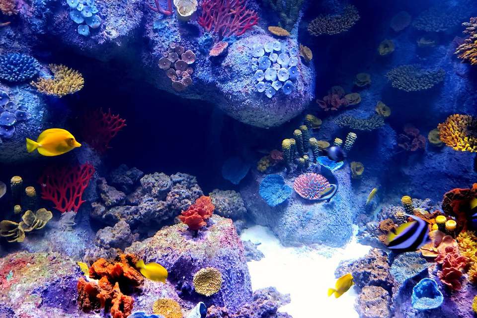 low-maintenance aquarium