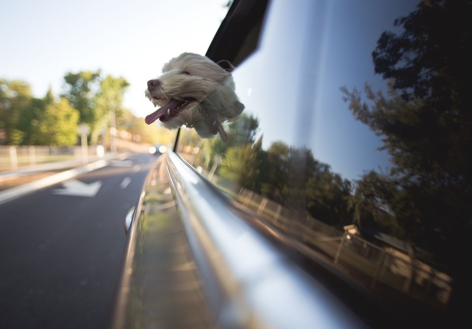 Dog with head out of car window
