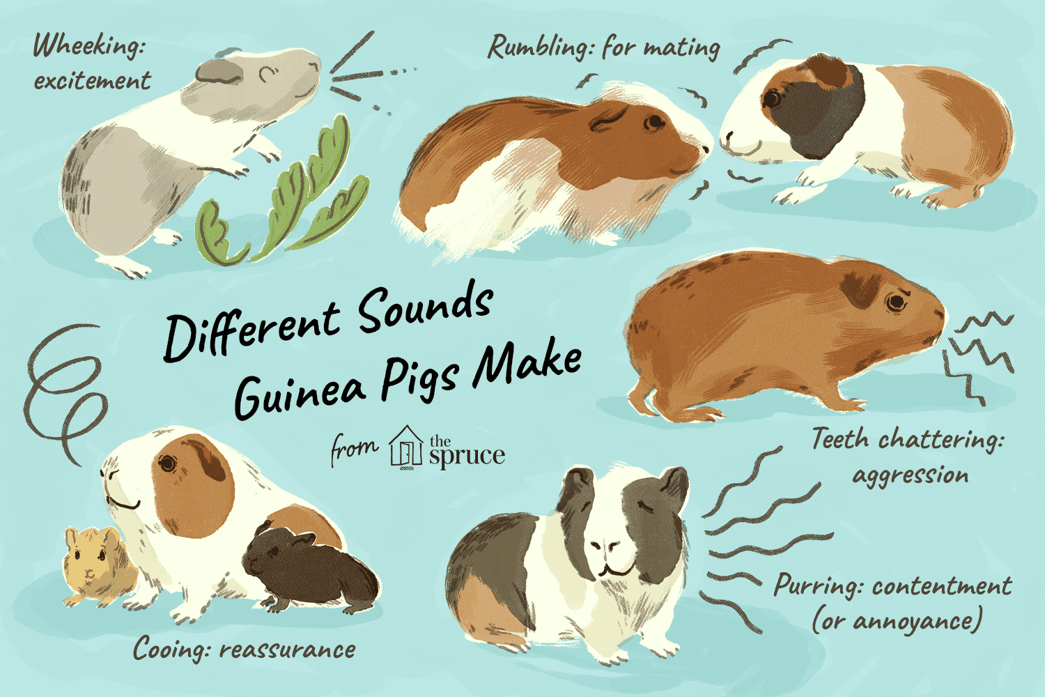 illustration of guinea pig sounds made
