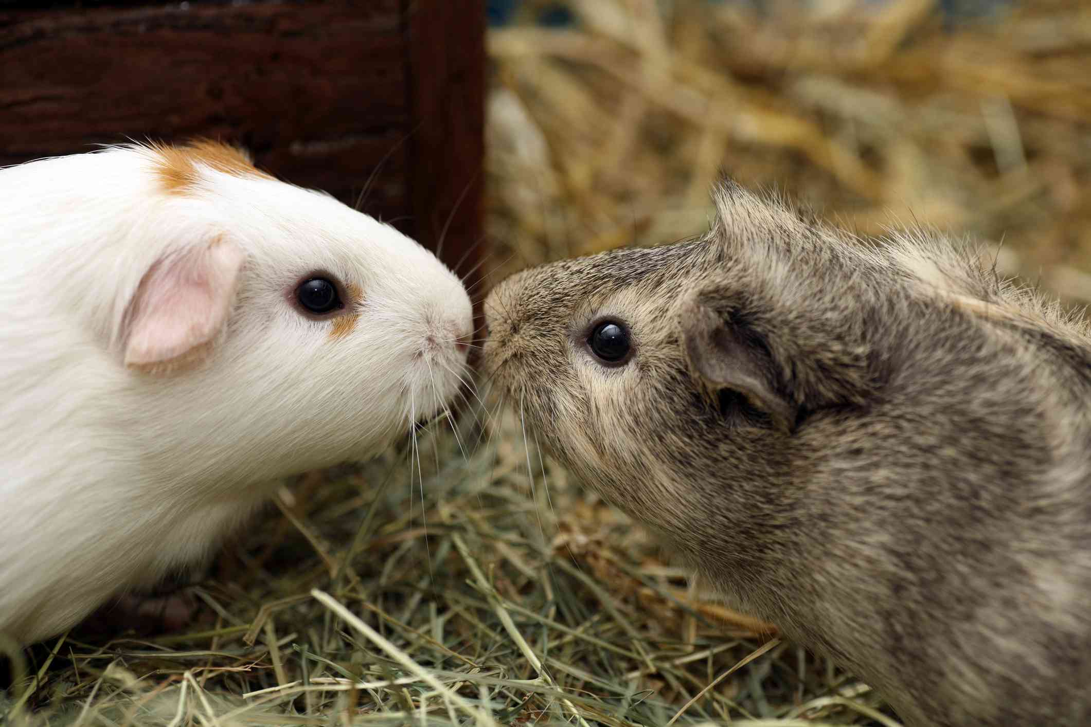Guinea pigs touching noses