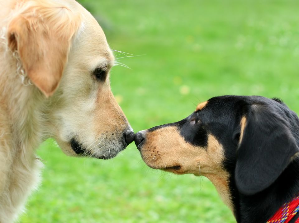 Two dogs nose to nose