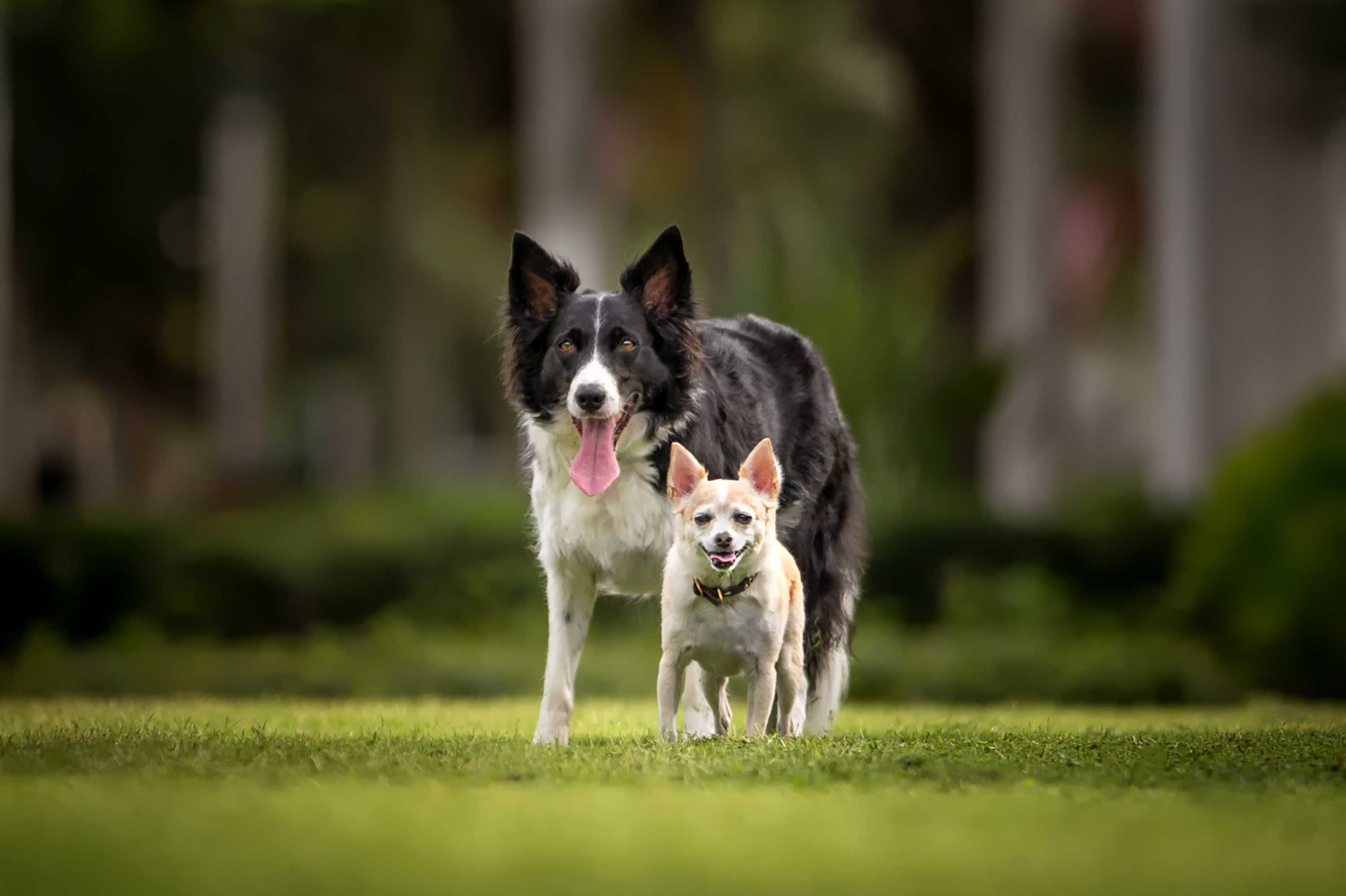 Chihuahua standing in front of Border Collie