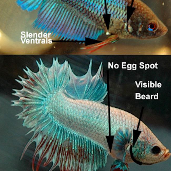 Female (top) and Male (bottom) Betta Gender Comparisons