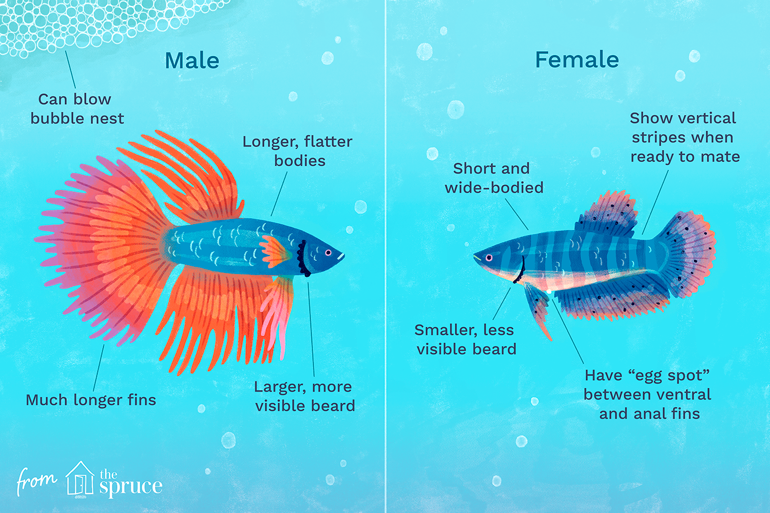 determining gender of beta fish illustration