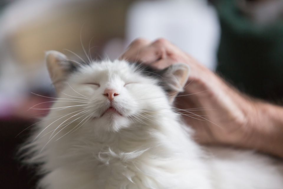 Older cat getting his head scratched