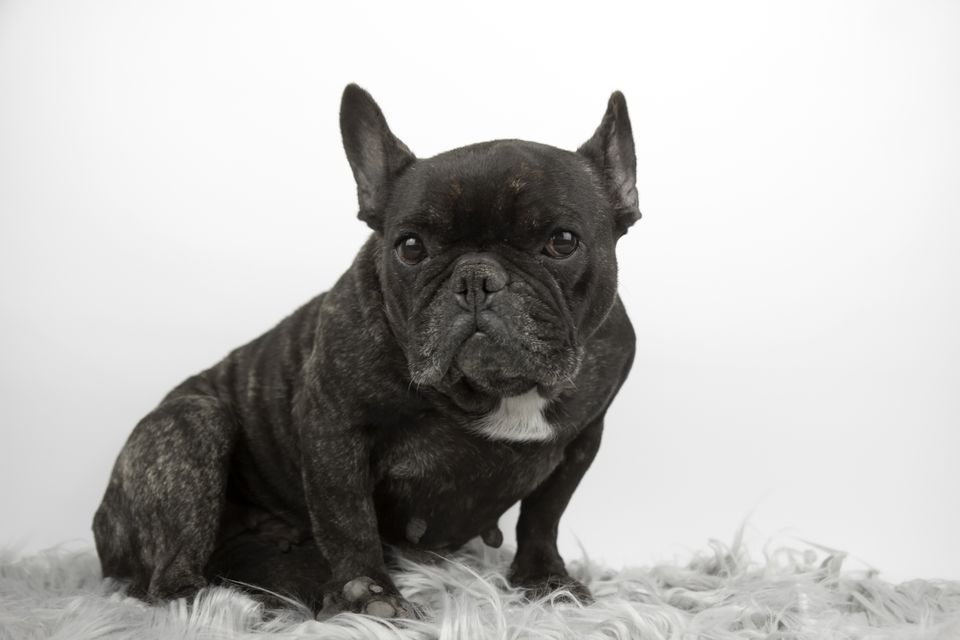 french bulldog scooting on carpet