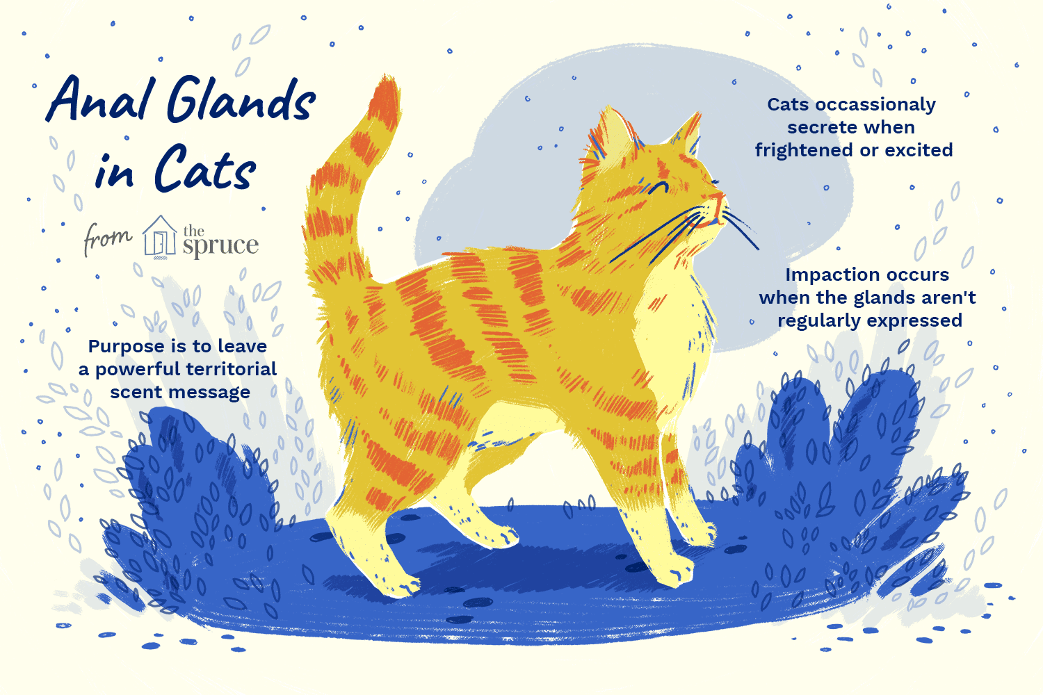 anal glands in cats illustration