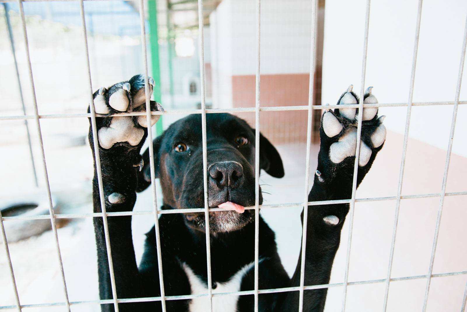 Close-up of black dog in cage