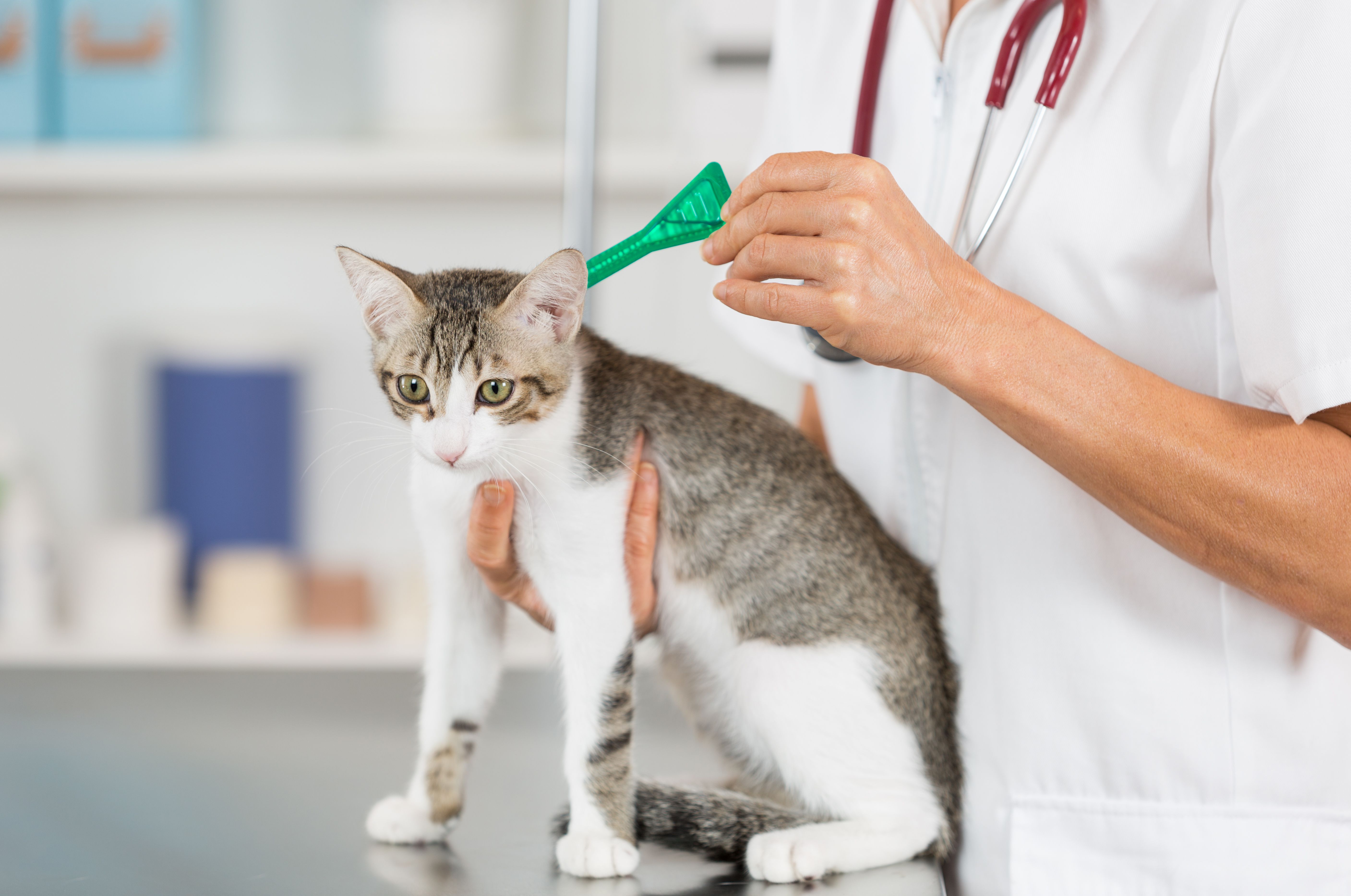 Midsection Of Veterinarian Examining Cat At Hospital