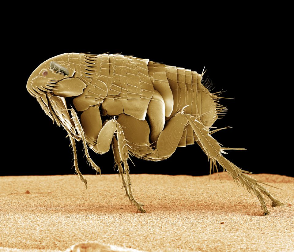 Colored SEM side view of a cat flea. x 50 The strong rear jumping legs can be seen as well as the eyes, and biting mouthparts.