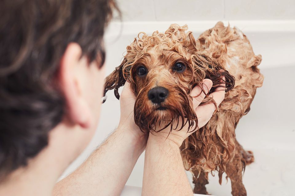 Man giving his pet dog a bath
