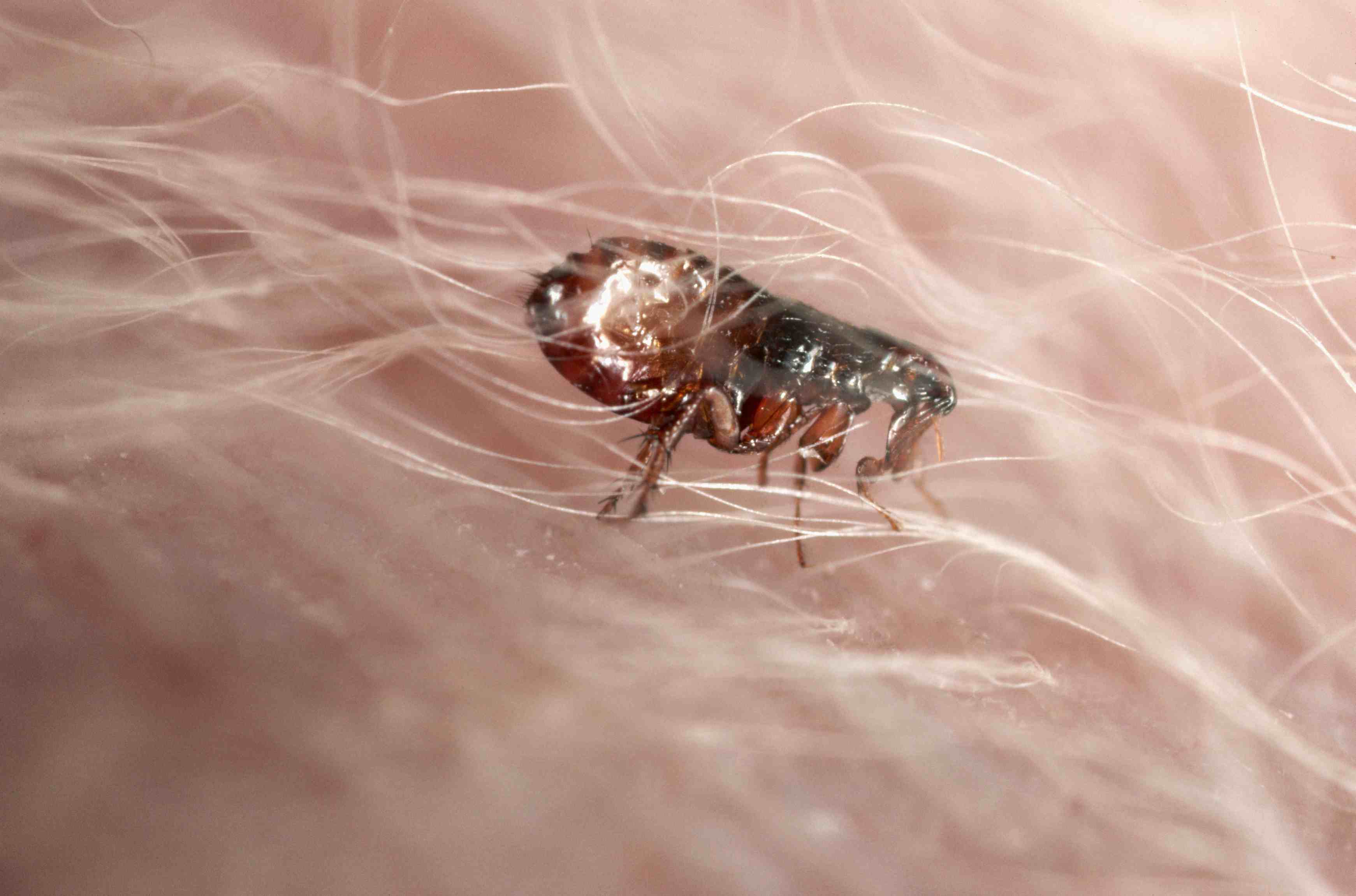 Flea burrowing in an animal's skin.
