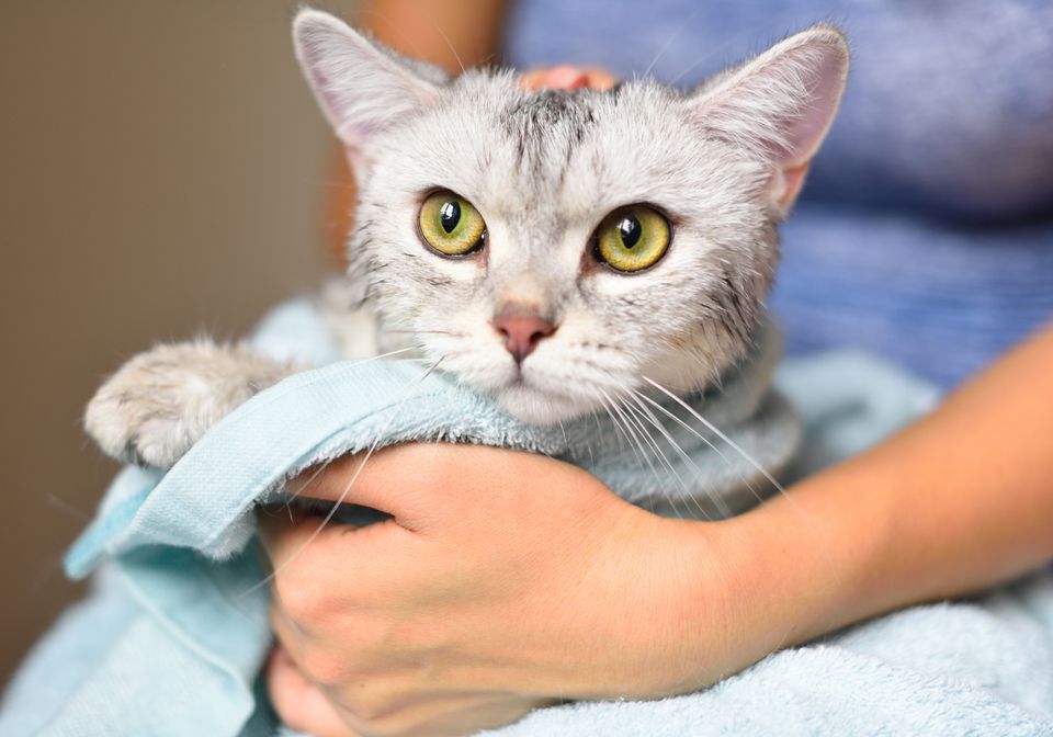 kitten drying off in towel after bath