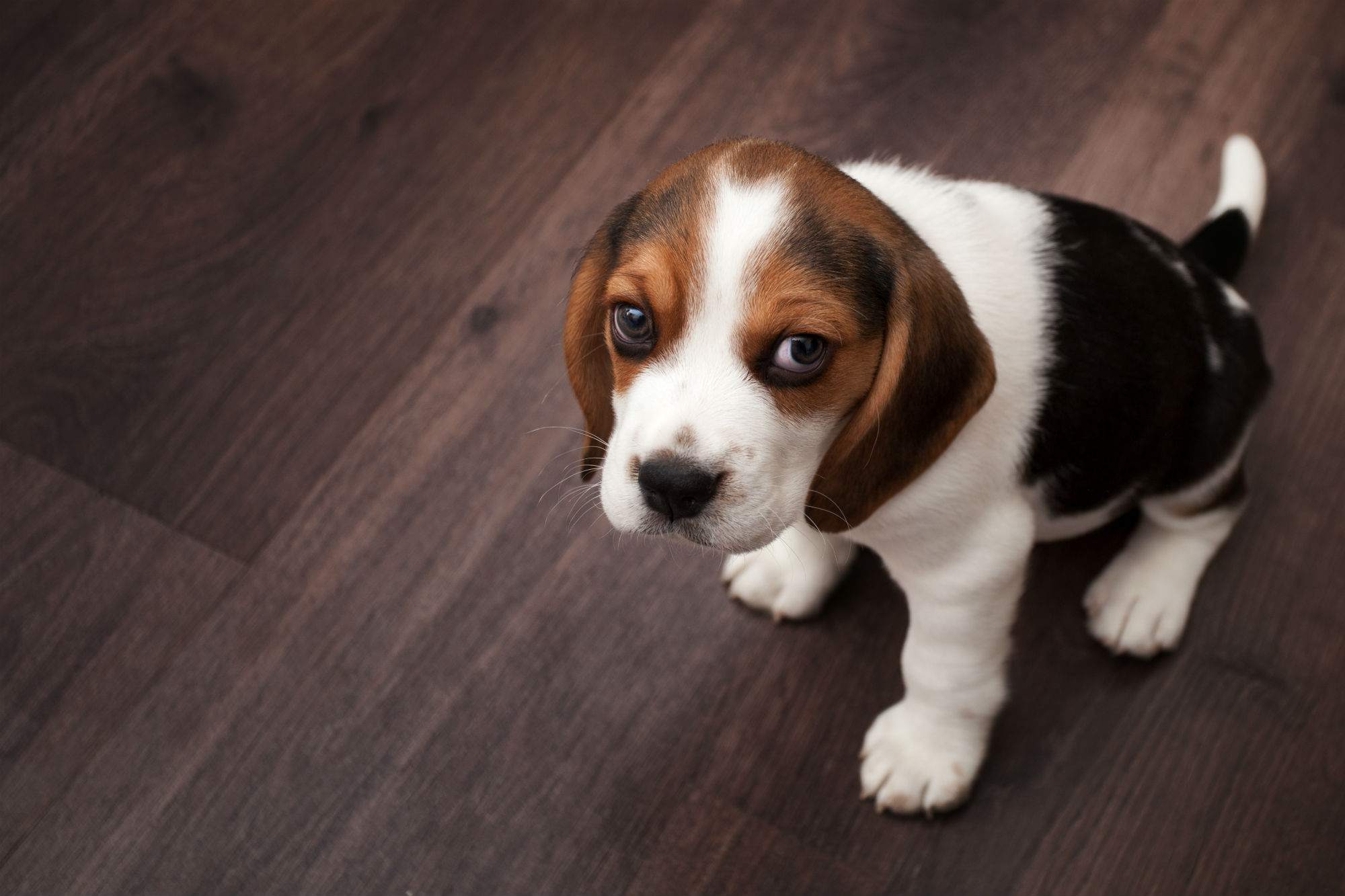 Beagle puppy sitting on a dark wooden floor
