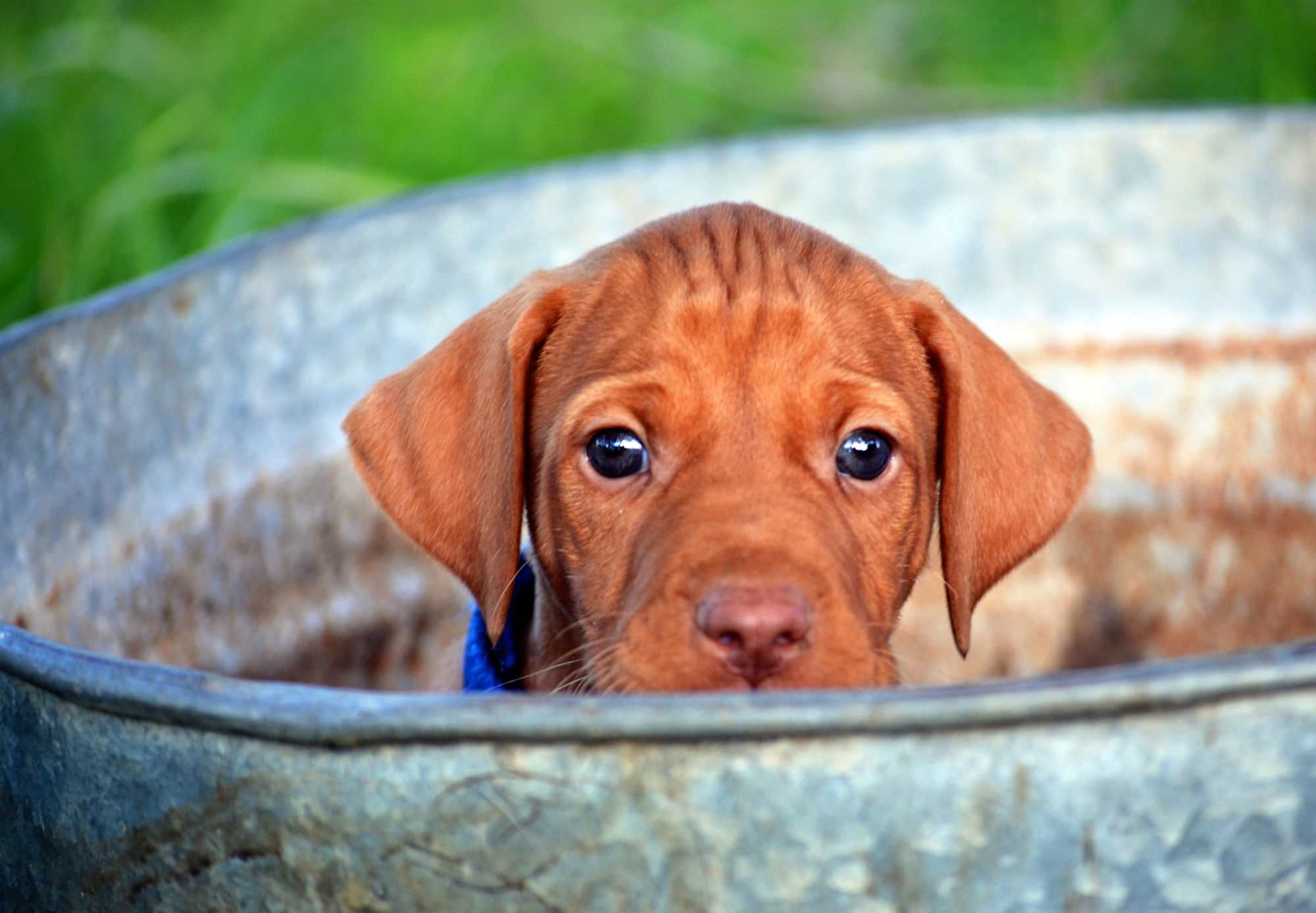 Vizsla puppy in a tub