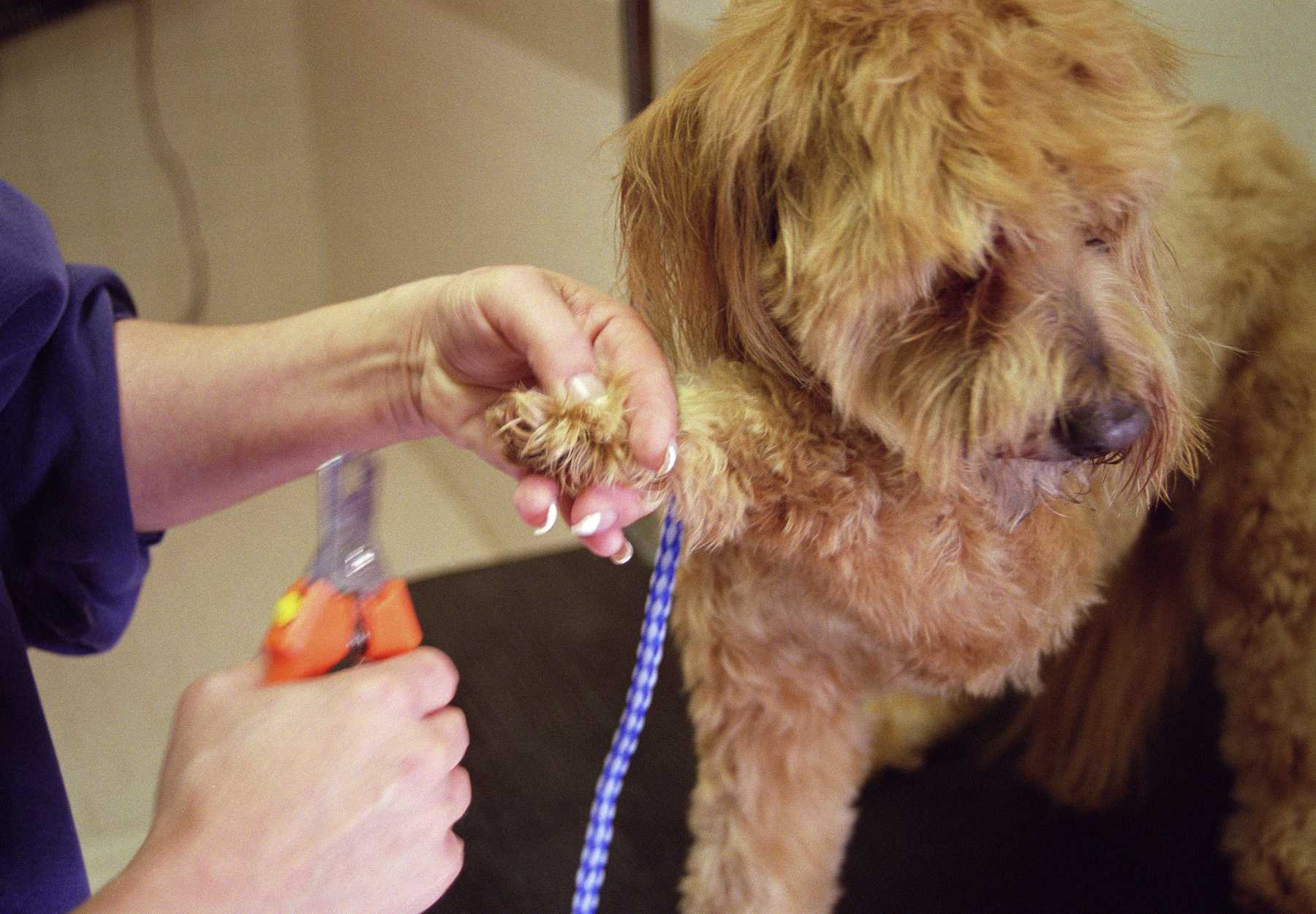 A puppy having its nails trimmed