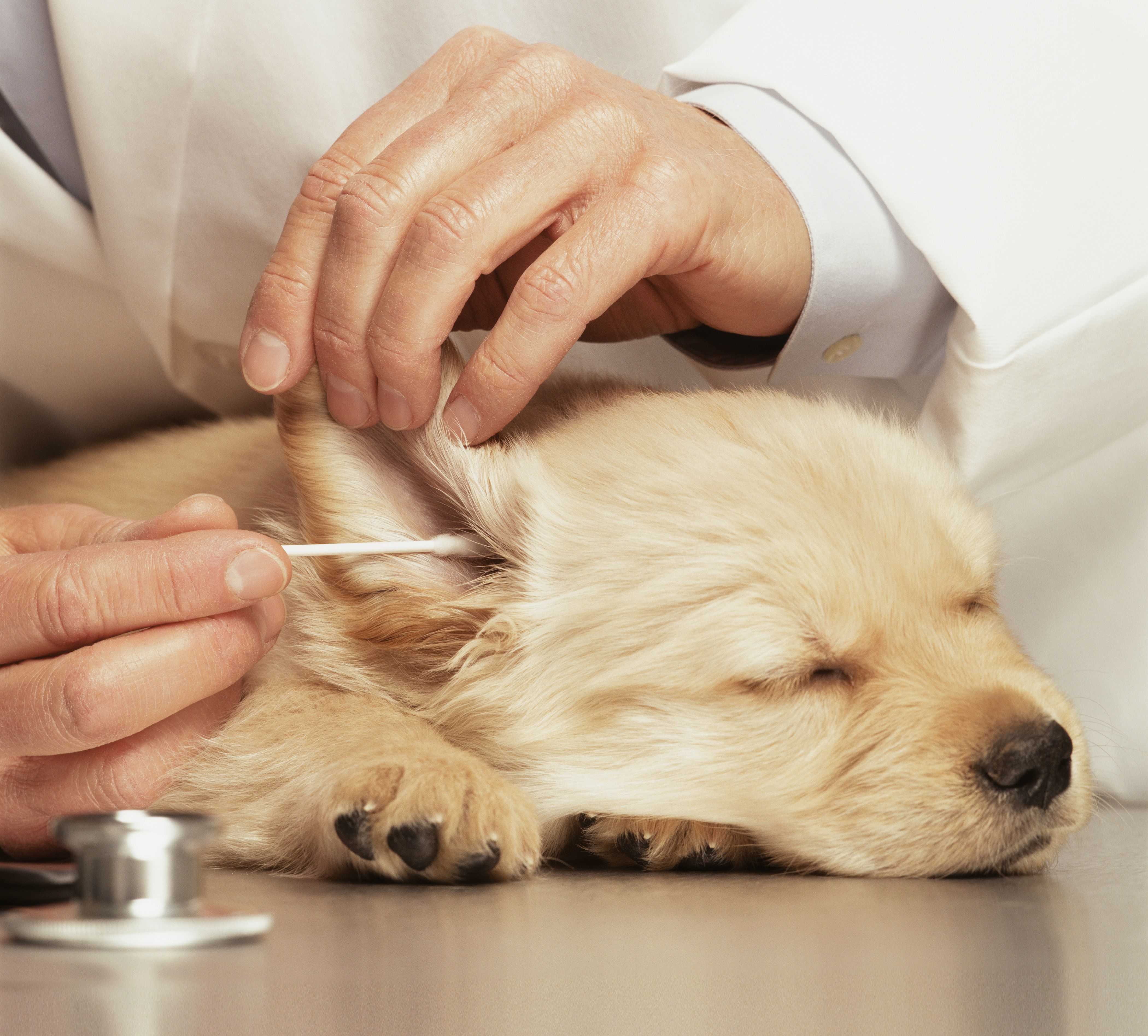 A vet cleaning a puppy's ears