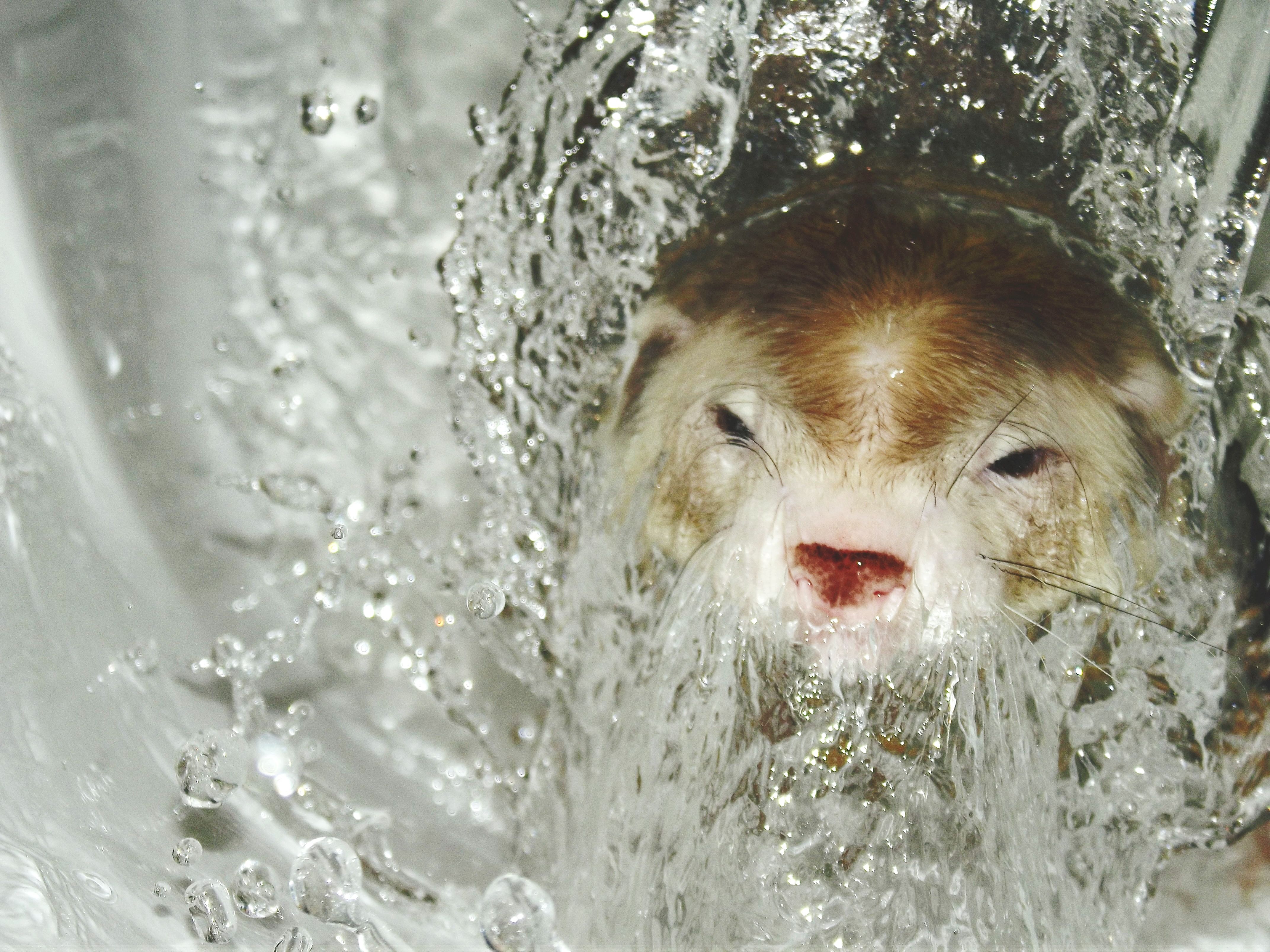 Close-Up Of Ferret In Water