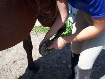 Hands cleaning a horse's hoof