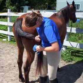A woman combing a horse's tail.