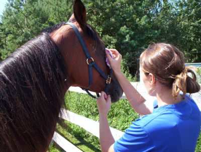 A woman cleaning a horse's eyes and ears