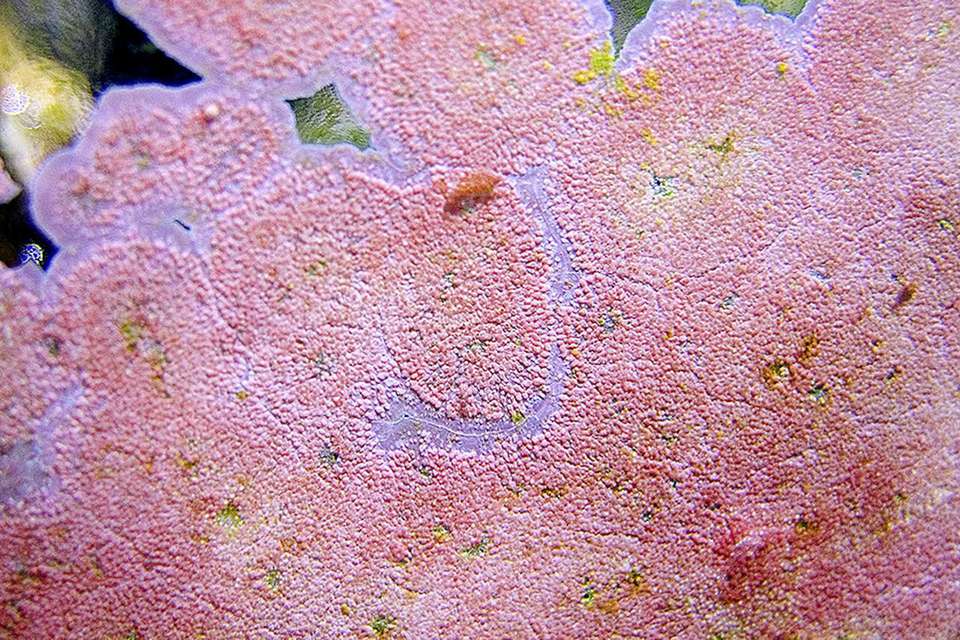 Pink Coralline algae on aquarium glass