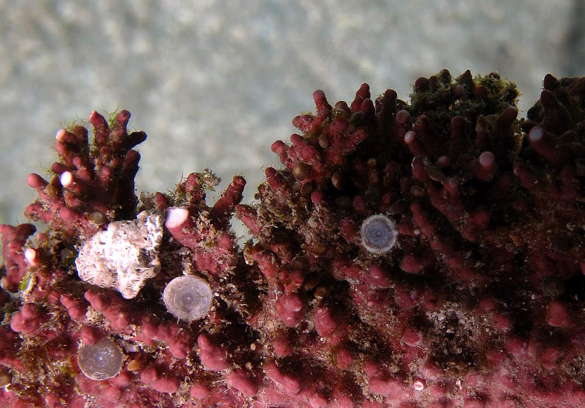 Coralline algae up-close