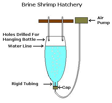 DIY Brine Shrimp Hatchery