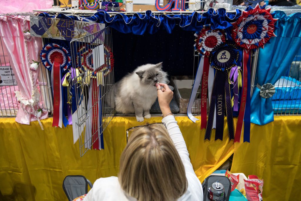 : A woman feeds her cat treats it is cage during the Supreme Cat Show on October 28, 2017 i