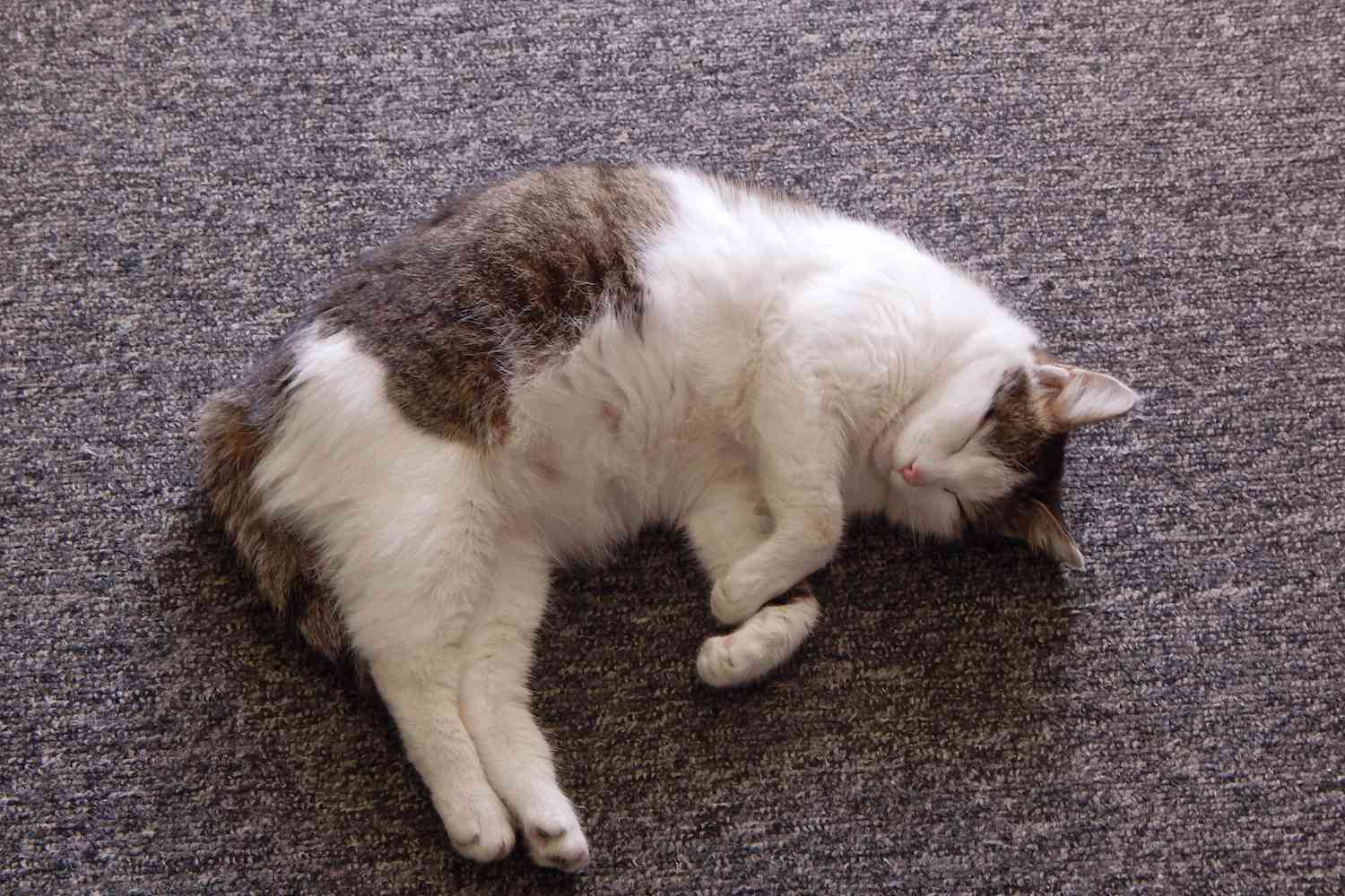 pregnant cat laying on the floor