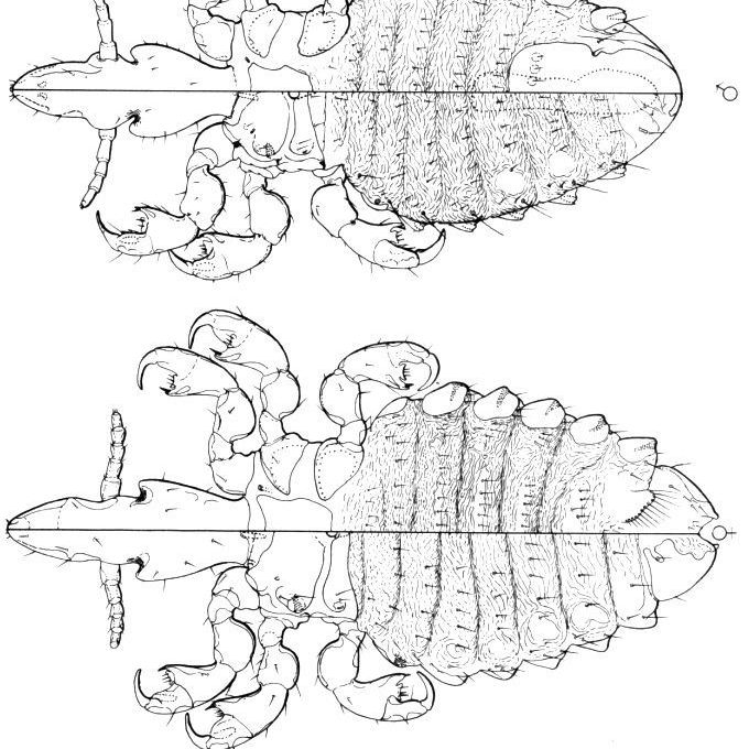 Drawing of a male and female horse louse.
