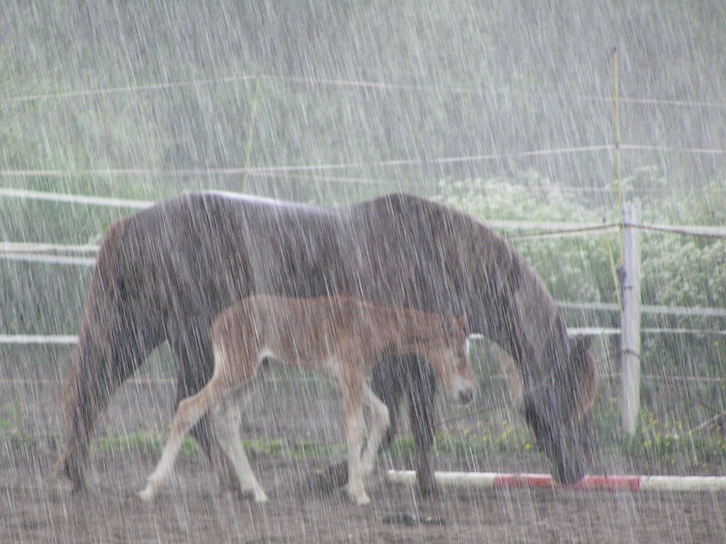 Horses in heavy rain