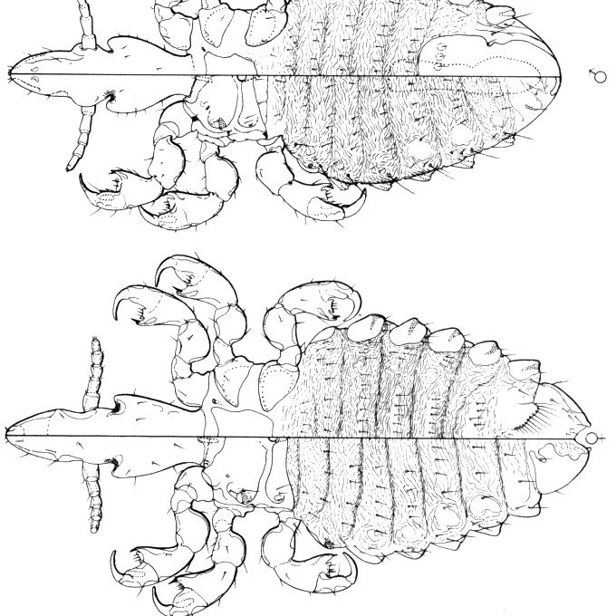 Diagram of a horse louse