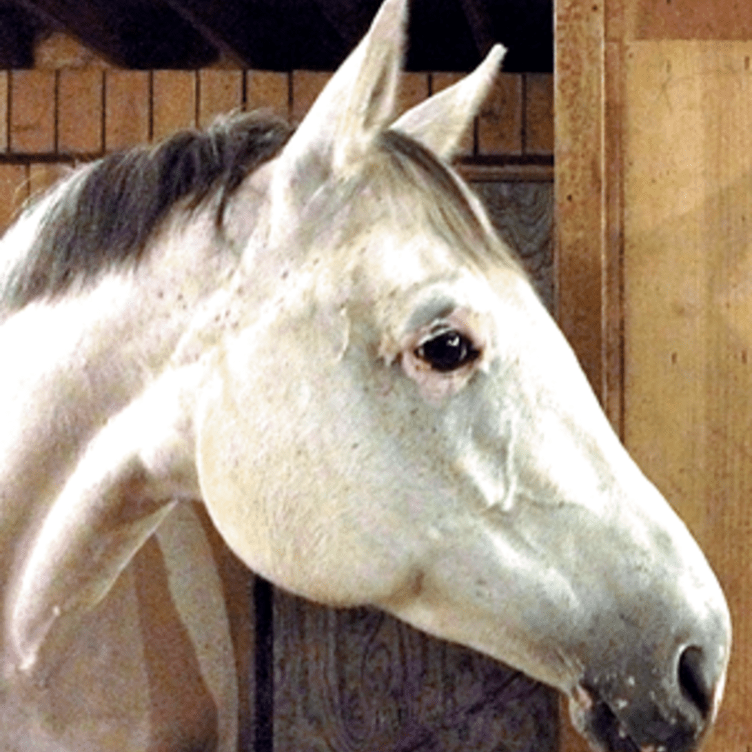 Equine vitiligo