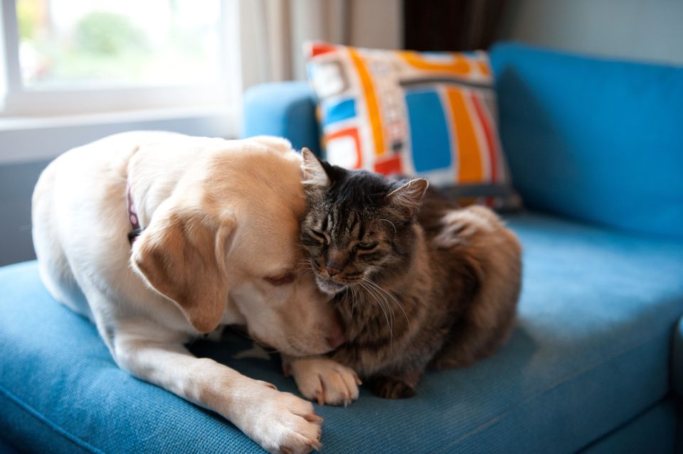 Photo of Dog and Cat Buddies