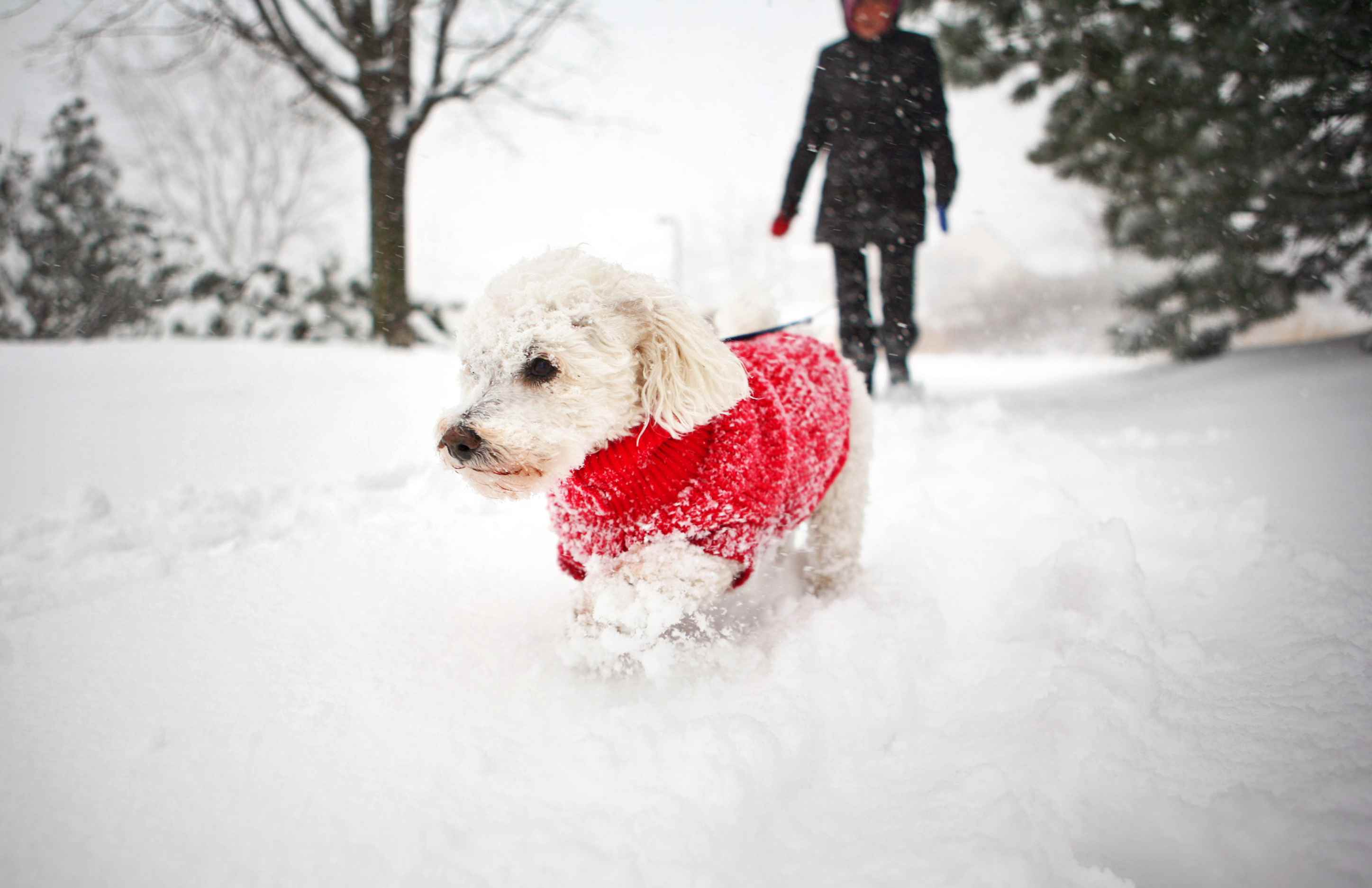 Dog wearing a red snow sweater outside in the snow with its owner behind.