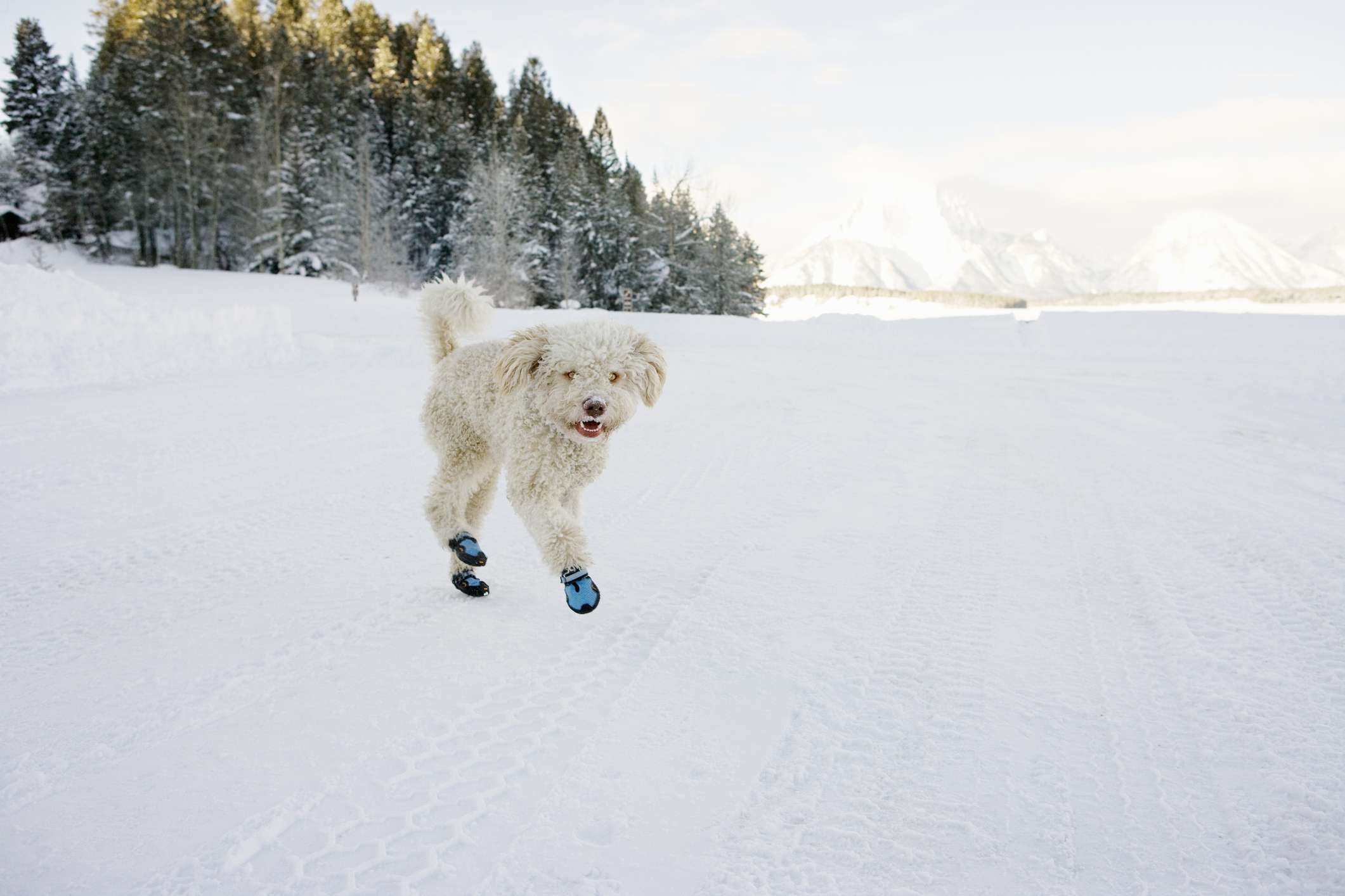 White dog wearing blue snow booties in the snow.
