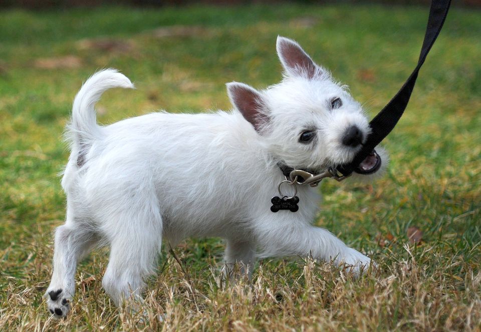 Smart young Westie puppy full of energy tugs on her leash.