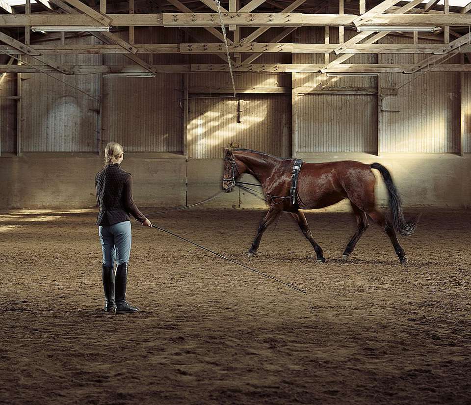 Woman leading a horse around an area and practicing lunging.
