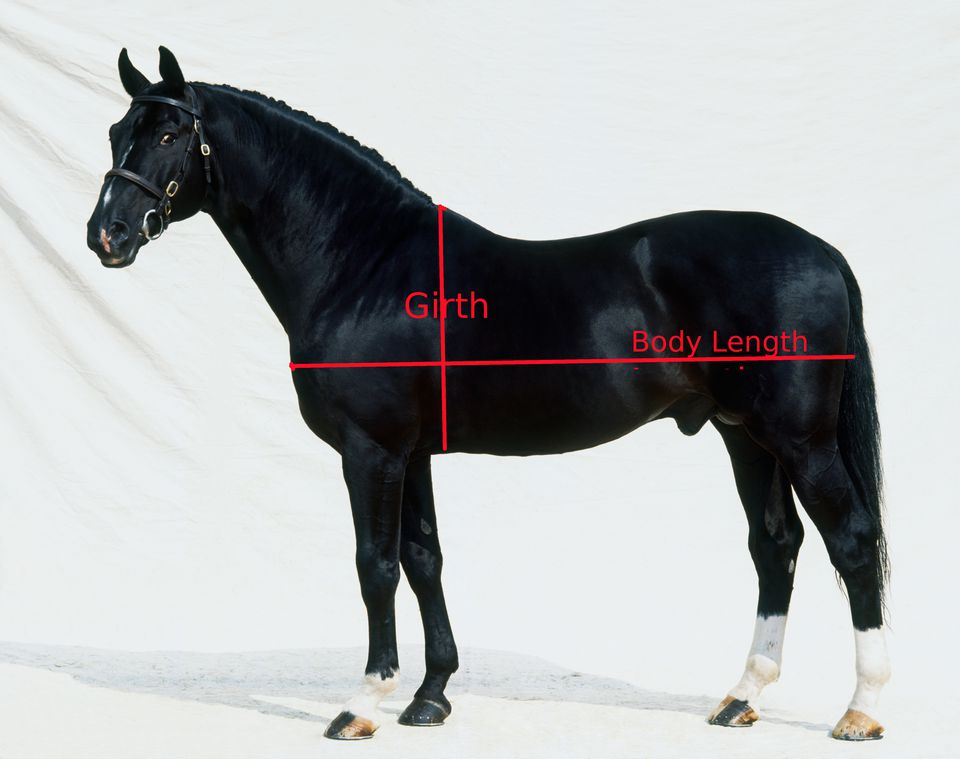 Hanovarian stallion with girth and body length indications