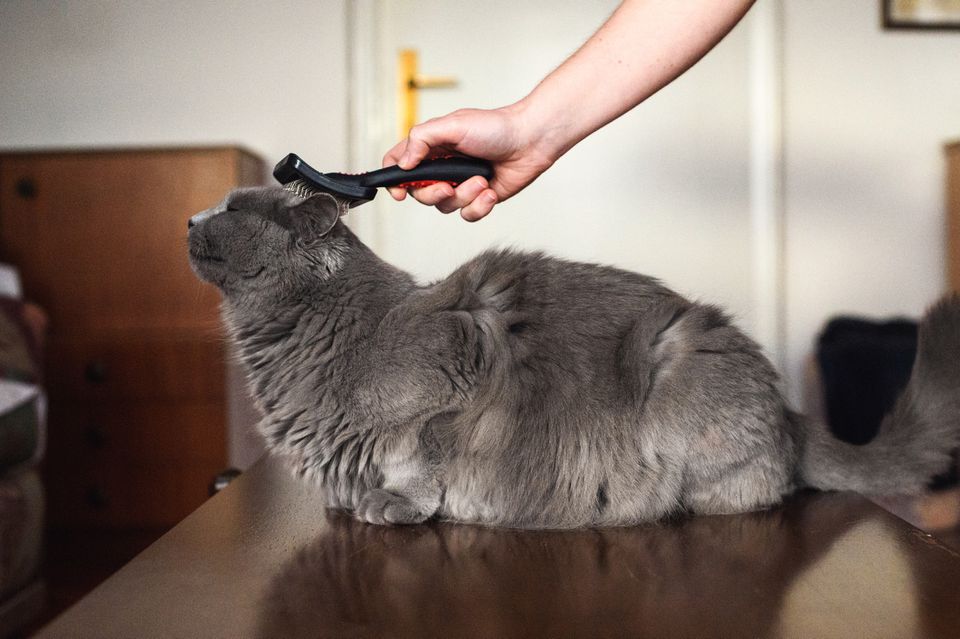 how to de mat a cat