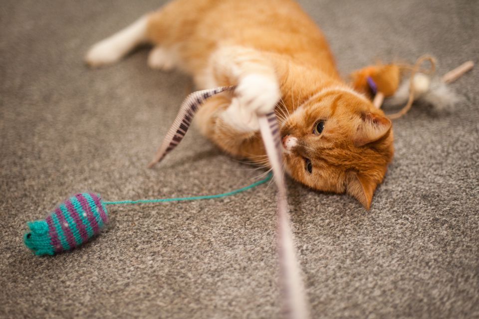 Cat playing with toys