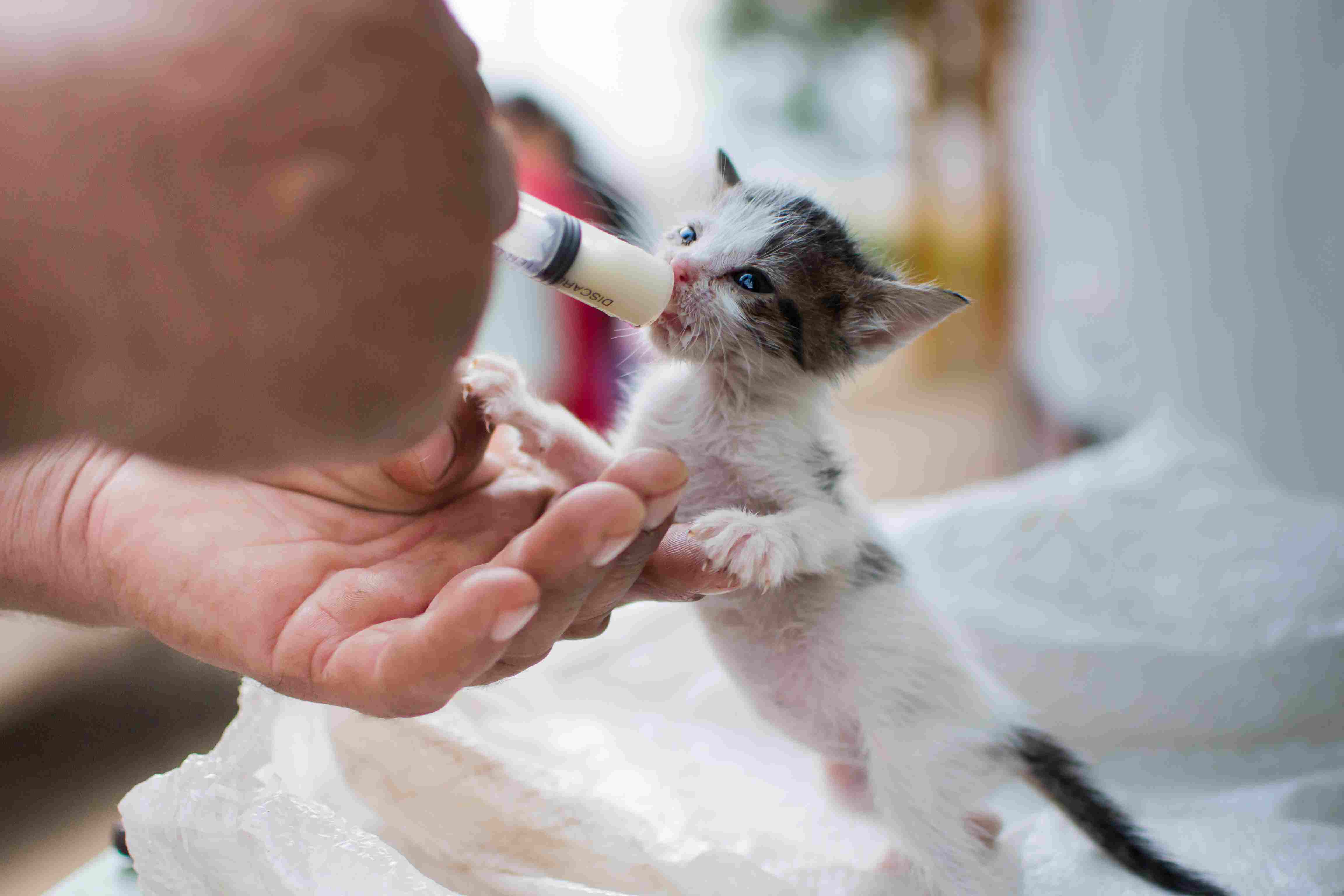Close-Up Of A Hand Feeding Kitten