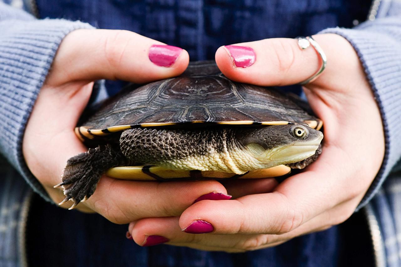 Pet Eastern Long-Necked turtle in young woman's hands.