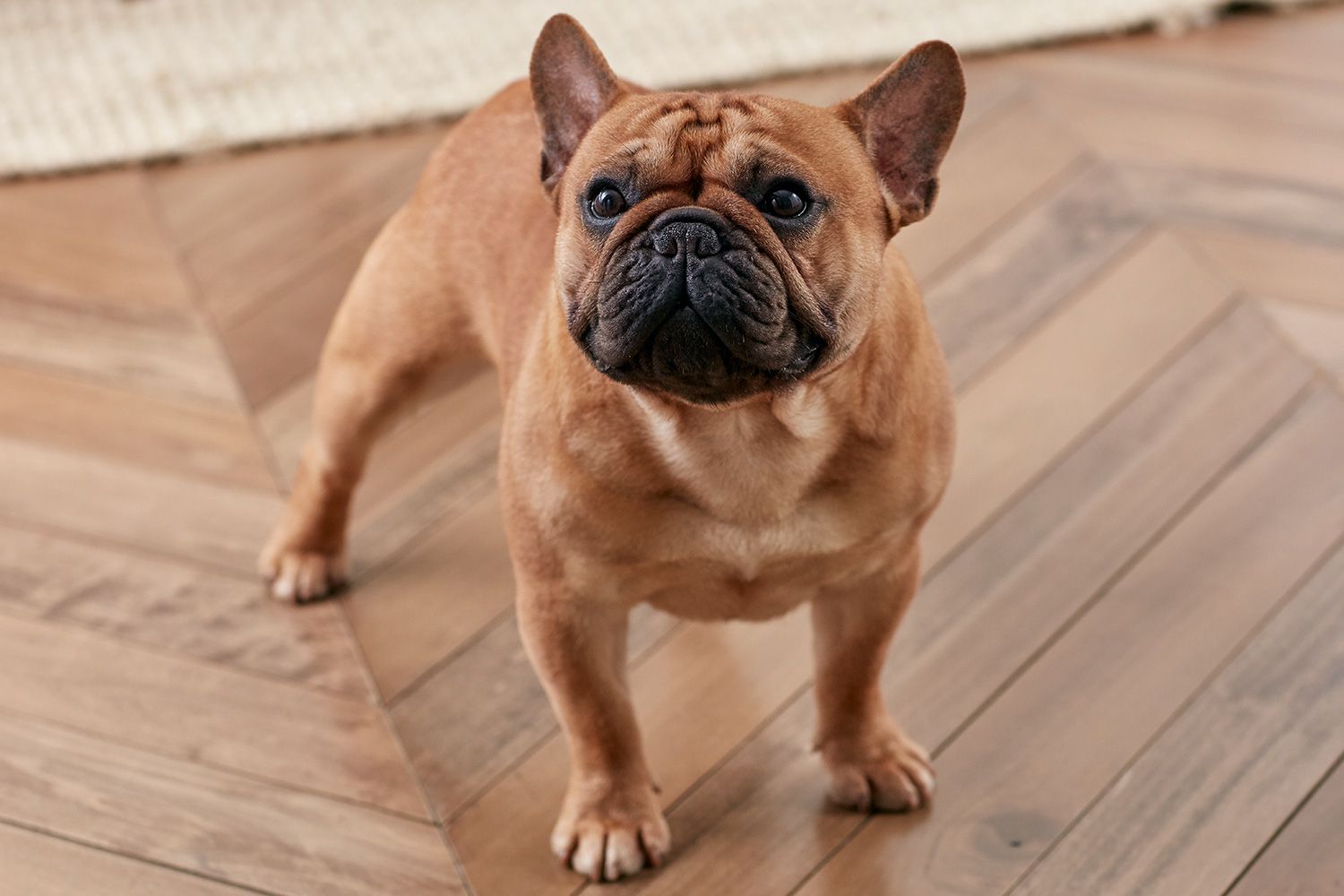 a French Bulldog in a confident stance