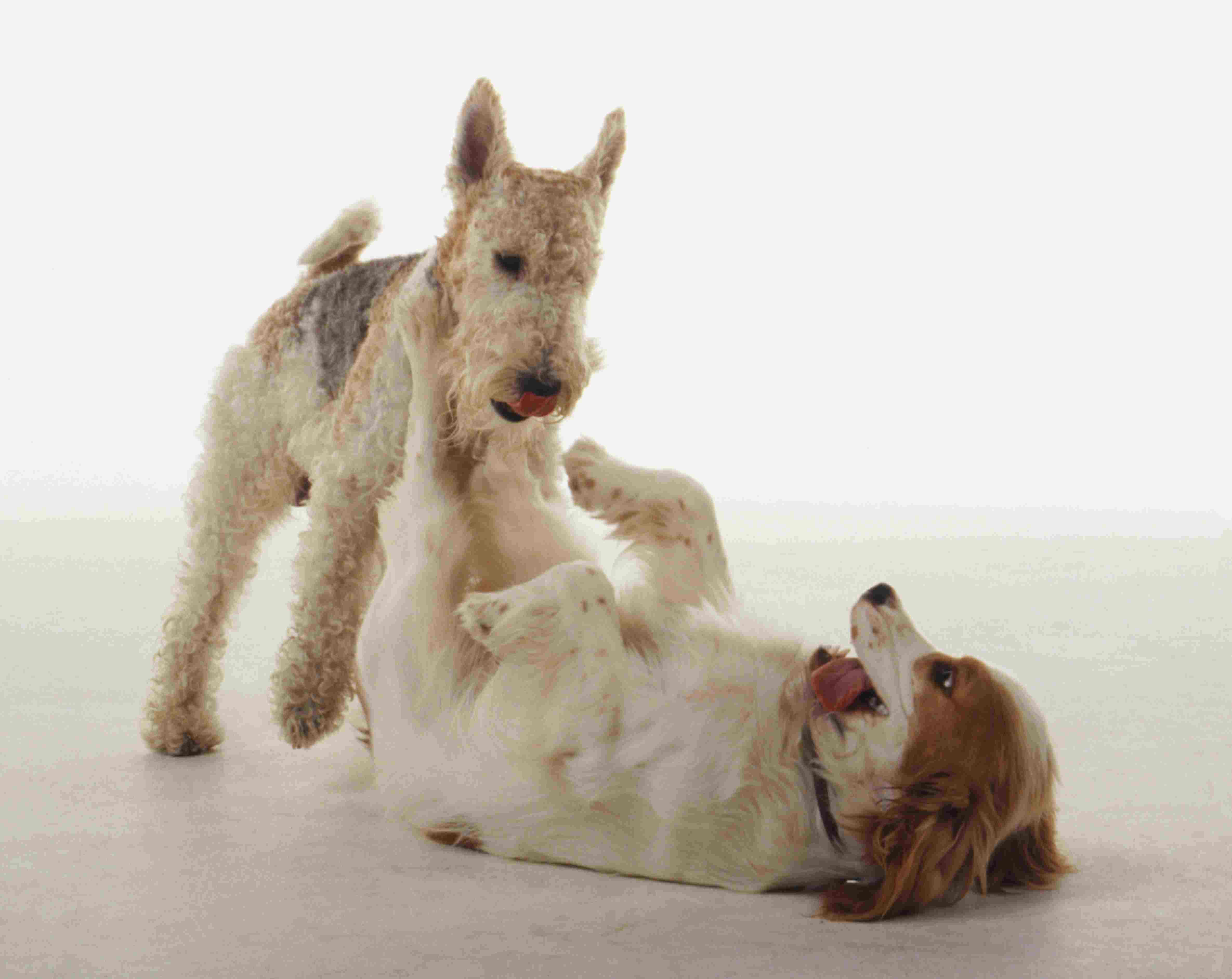 A fox terrier approaches a cocker spaniel lying on its back in a submissive position while play fighting.